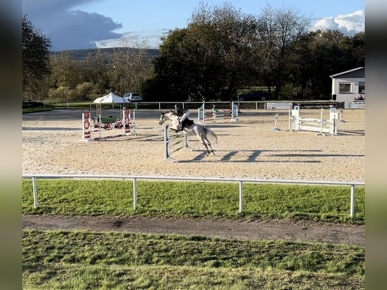 Cheval de sport allemand Jument 10 Ans 169 cm Gris in Idar-Oberstein