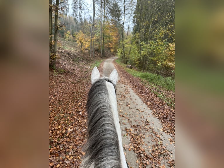 Cheval de sport allemand Jument 10 Ans 169 cm Gris in Idar-Oberstein