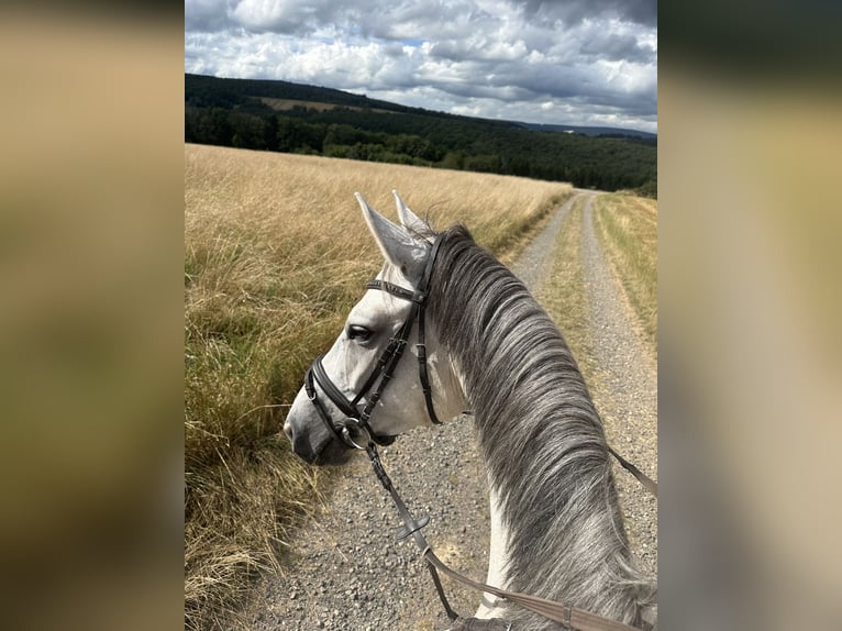 Cheval de sport allemand Jument 10 Ans 169 cm Gris in Idar-Oberstein