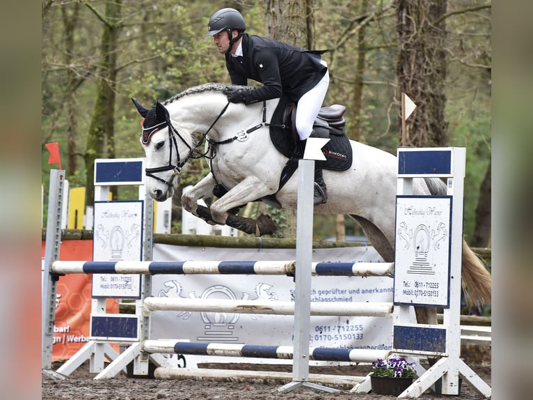 Cheval de sport allemand Jument 10 Ans 169 cm Gris in Idar-Oberstein