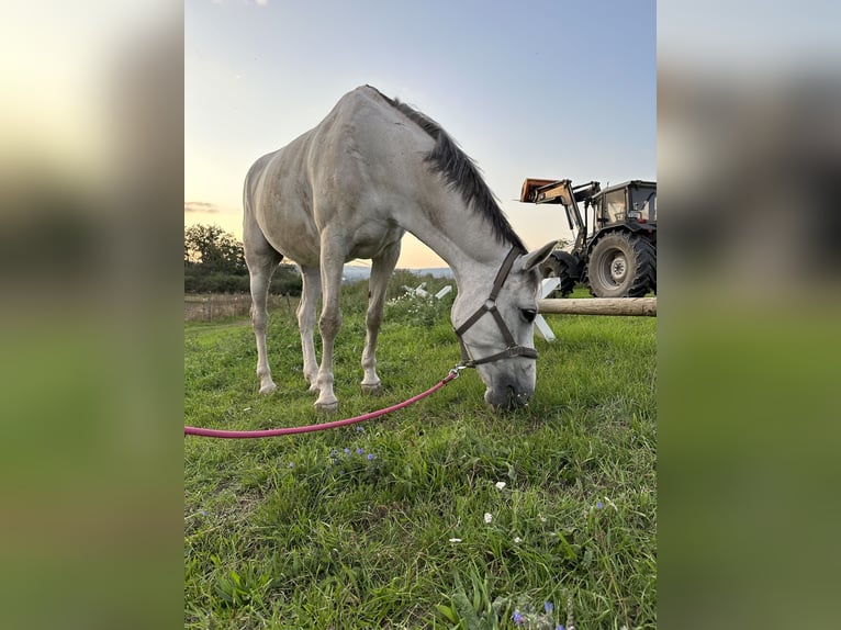 Cheval de sport allemand Jument 10 Ans 169 cm Gris in Idar-Oberstein