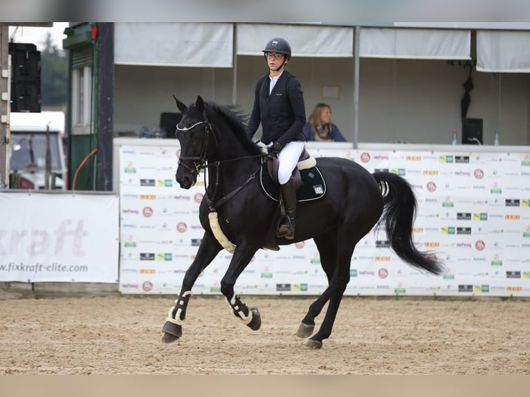 Cheval de sport allemand Jument 10 Ans 169 cm Noir in Allershausen
