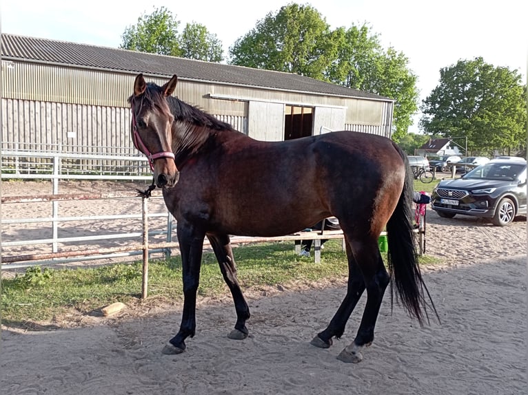 Cheval de sport allemand Jument 10 Ans 170 cm Bai brun in Schildow