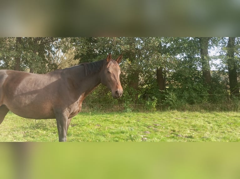 Cheval de sport allemand Jument 10 Ans 170 cm Bai brun in Schildow