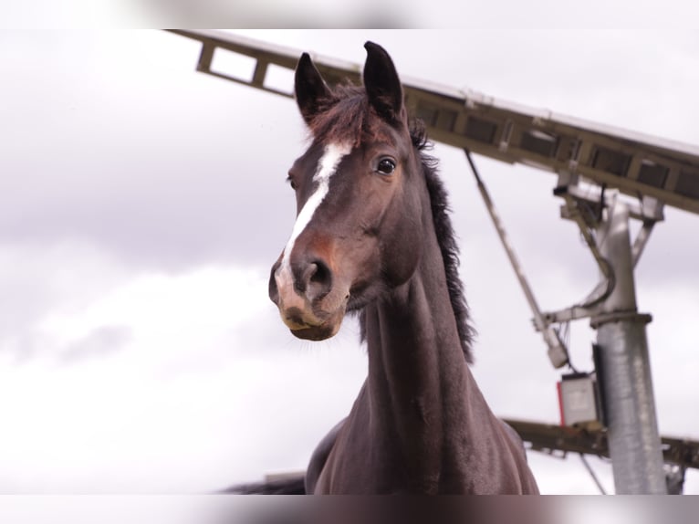 Cheval de sport allemand Jument 10 Ans 170 cm Bai brun foncé in Wien, Donaustadt