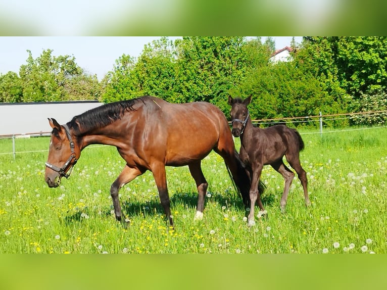 Cheval de sport allemand Jument 10 Ans 170 cm Bai in ErfurtErfurt