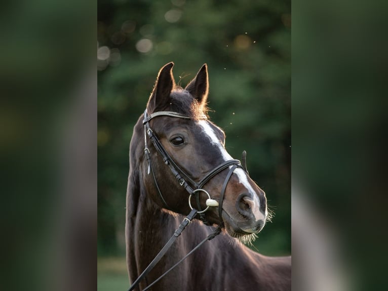 Cheval de sport allemand Jument 10 Ans 170 cm Bai in Wien, Donaustadt