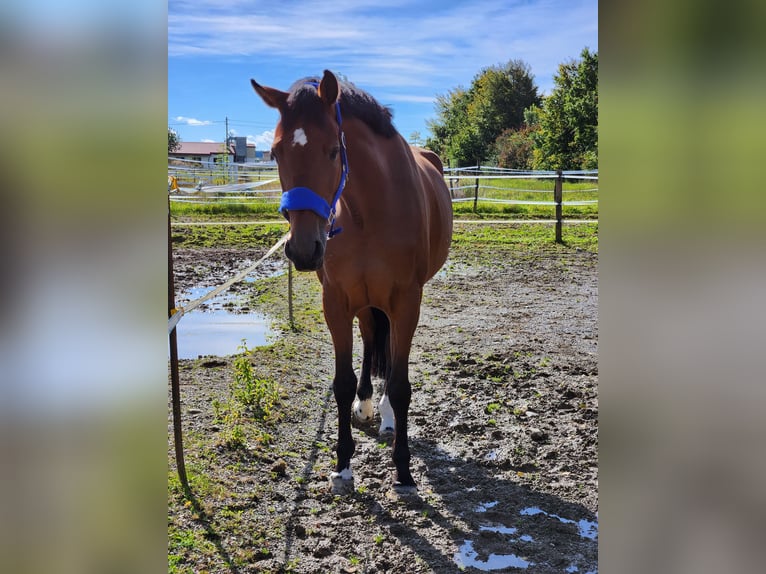 Cheval de sport allemand Jument 10 Ans 170 cm Bai in Ludwigslust