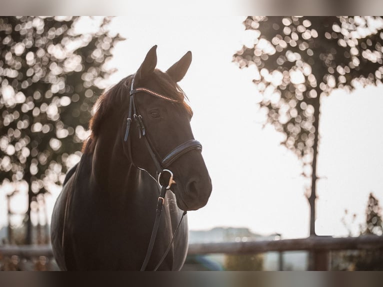 Cheval de sport allemand Jument 10 Ans 170 cm Noir in Hachenburg