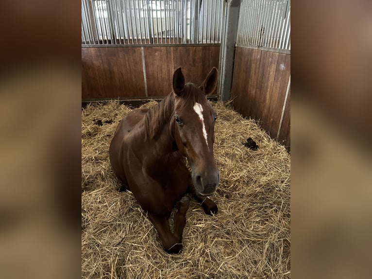 Cheval de sport allemand Jument 10 Ans 172 cm Alezan brûlé in Neritz