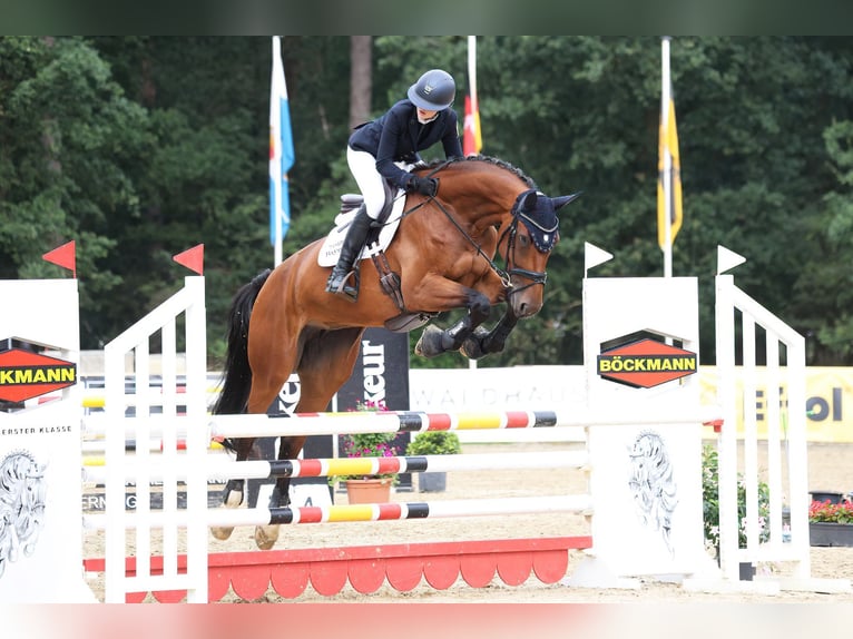 Cheval de sport allemand Jument 10 Ans 173 cm Bai in München