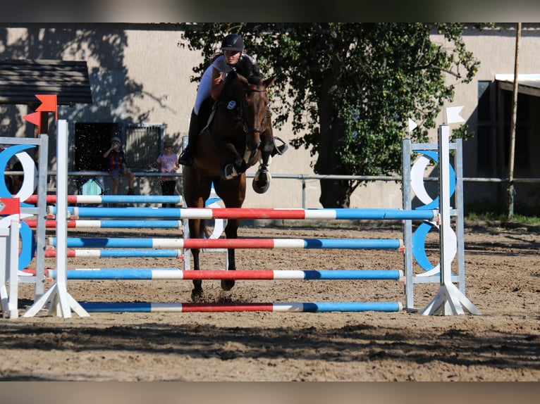 Cheval de sport allemand Jument 10 Ans 173 cm Bai in Rudolstadt