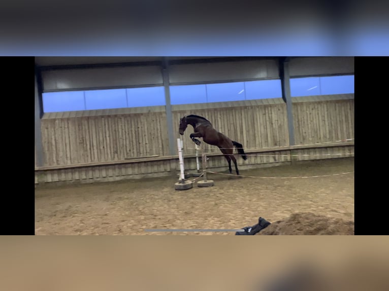 Cheval de sport allemand Jument 10 Ans 173 cm Bai in Steuerberg Feldkirchen
