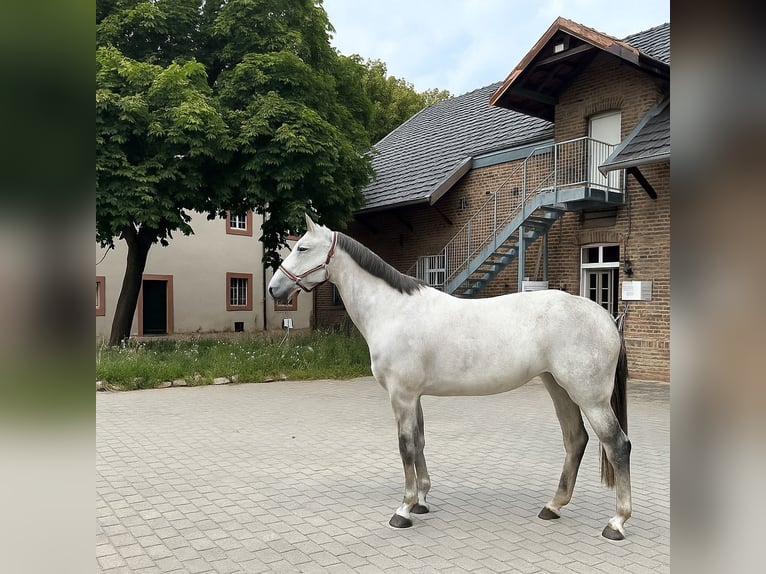 Cheval de sport allemand Jument 10 Ans 173 cm Rouan bleu in Nieder-Olm Cheval de sport allemand Jument 10 Ans 173 cm Rouan bleu in Nieder-Olm