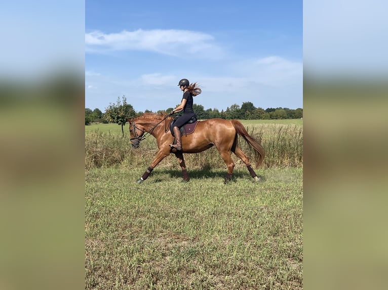 Cheval de sport allemand Jument 10 Ans 174 cm Alezan in Potsdam