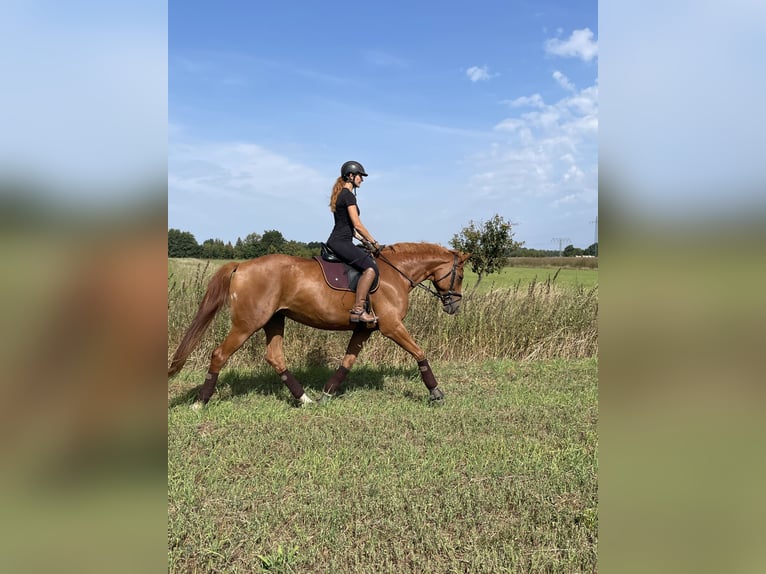 Cheval de sport allemand Jument 10 Ans 174 cm Alezan in Potsdam