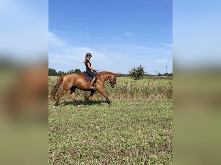 Cheval de sport allemand Jument 10 Ans 174 cm Alezan in Potsdam