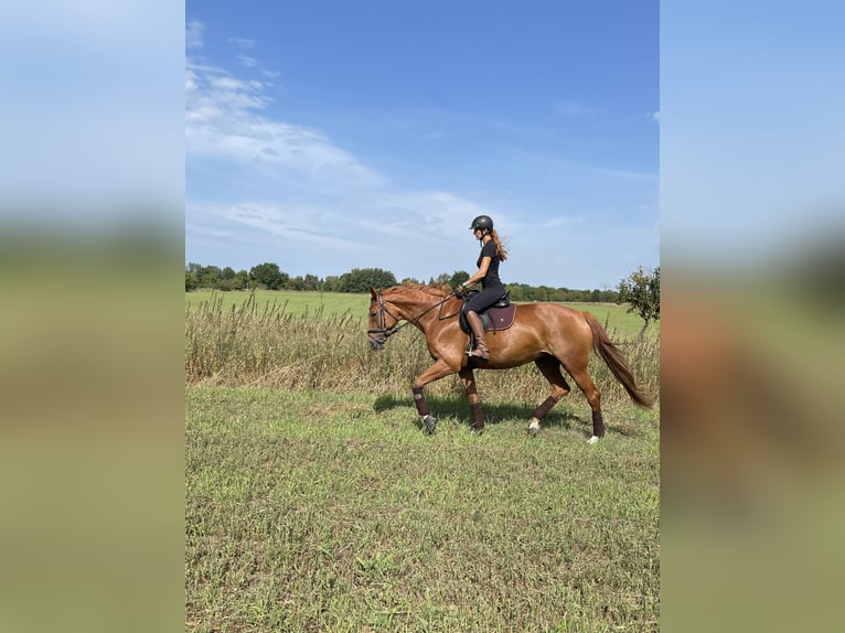 Cheval de sport allemand Jument 10 Ans 174 cm Alezan in Potsdam