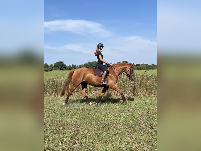 Cheval de sport allemand Jument 10 Ans 174 cm Alezan in Potsdam
