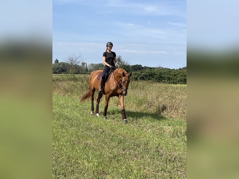 Cheval de sport allemand Jument 10 Ans 174 cm Alezan in Potsdam