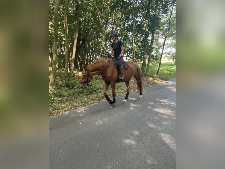 Cheval de sport allemand Jument 10 Ans 174 cm Alezan in Potsdam