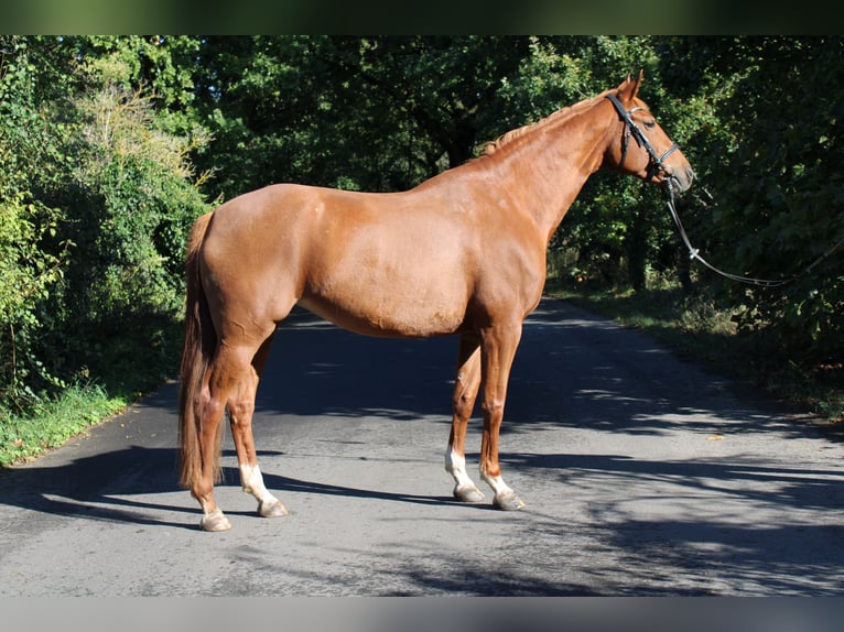 Cheval de sport allemand Jument 10 Ans 174 cm Alezan in Potsdam