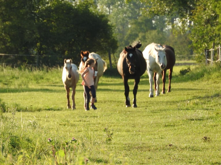 Cheval de sport allemand Jument 10 Ans 174 cm Bai brun in Rochau