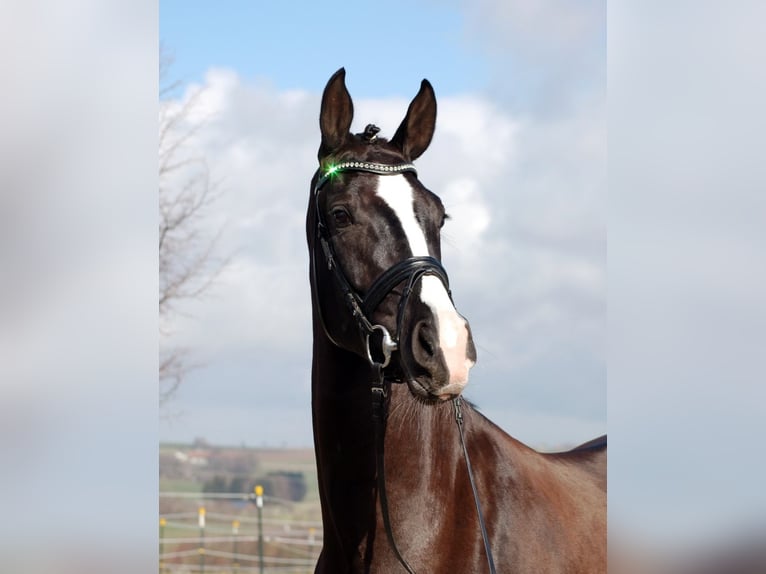 Cheval de sport allemand Jument 10 Ans 177 cm Noir in Bad Wörishofen