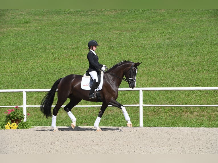 Cheval de sport allemand Jument 10 Ans 177 cm Noir in Bad Wörishofen