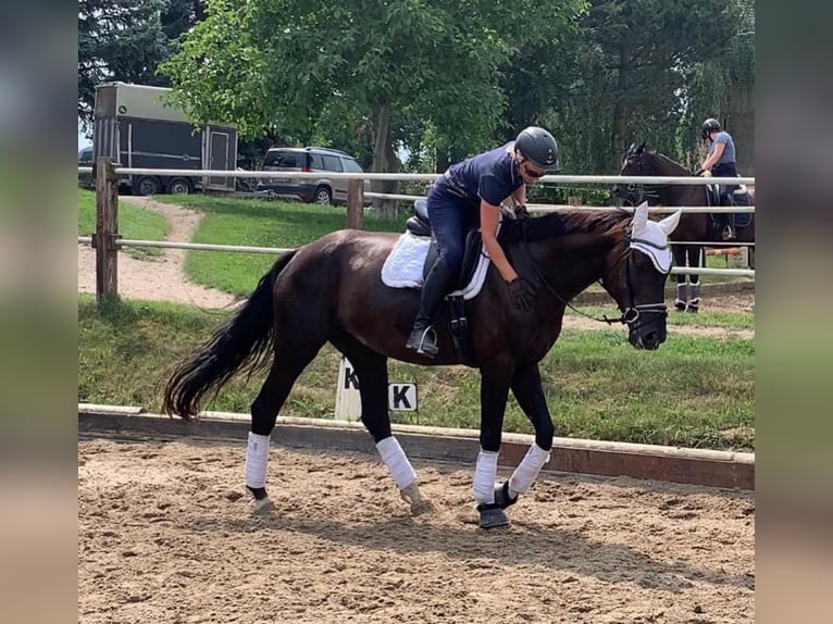Cheval de sport allemand Jument 10 Ans 183 cm Noir in Schönwalde-Glien