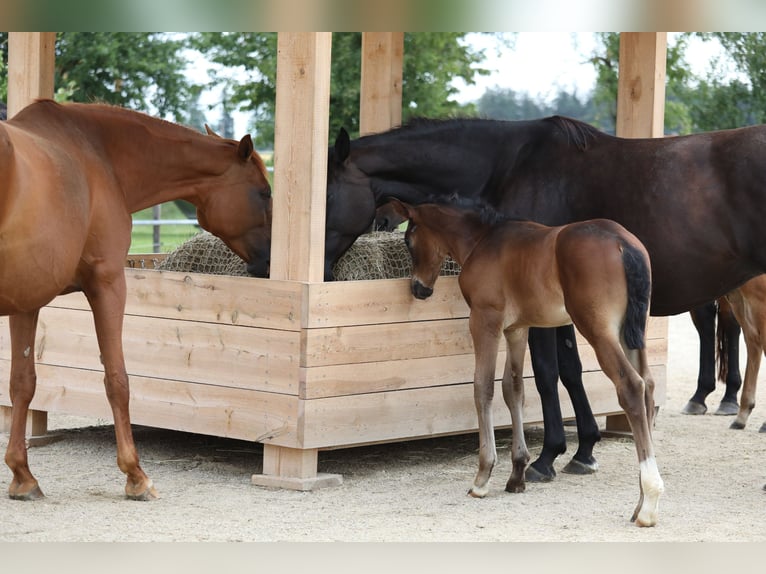 Cheval de sport allemand Jument 10 Ans Noir in Postmünster