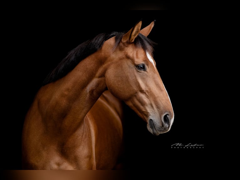 Cheval de sport allemand Jument 11 Ans 158 cm Bai in Koblenz