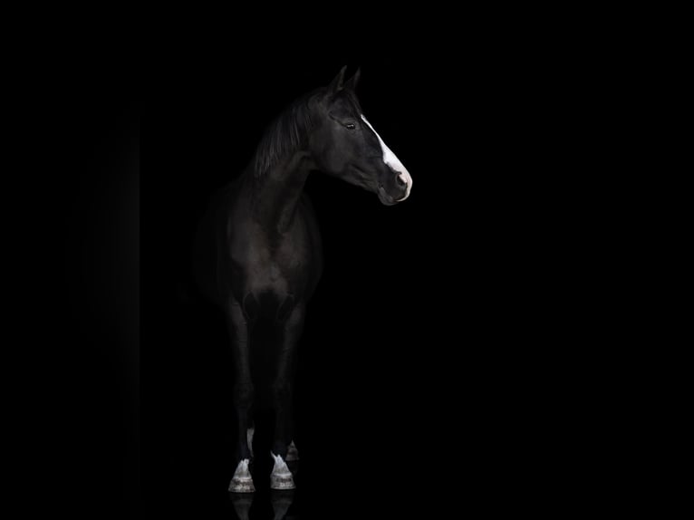 Cheval de sport allemand Jument 11 Ans 160 cm Noir in Frauenstein