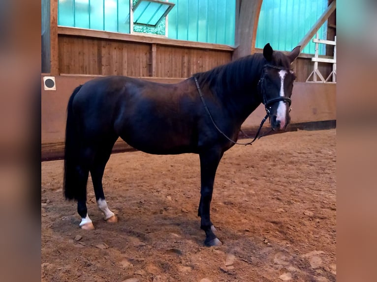 Cheval de sport allemand Jument 11 Ans 162 cm Noir in Rehlingen
