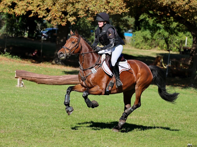 Cheval de sport allemand Jument 11 Ans 163 cm Bai in Berlin Cheval de sport allemand Jument 11 Ans 163 cm Bai in Berlin