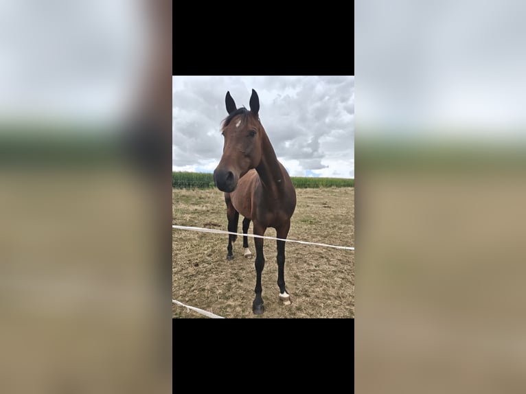 Cheval de sport allemand Jument 11 Ans 163 cm Bai in Blankenheim OT Klosterrode