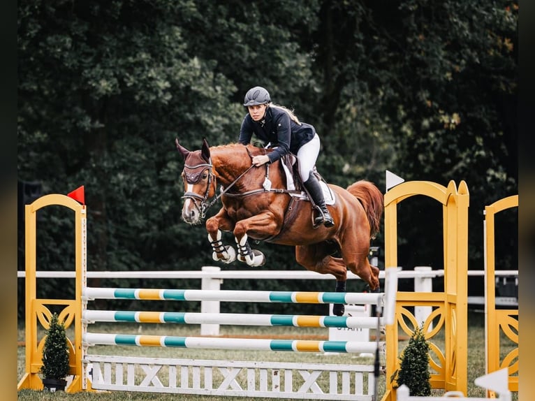 Cheval de sport allemand Jument 11 Ans 164 cm Alezan in Didderse