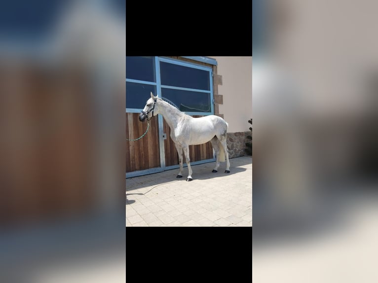 Cheval de sport allemand Jument 11 Ans 164 cm Gris in Ludwigshafen am Rhein