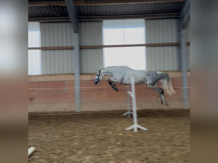 Cheval de sport allemand Jument 11 Ans 164 cm Gris pommelé in Harzgerode