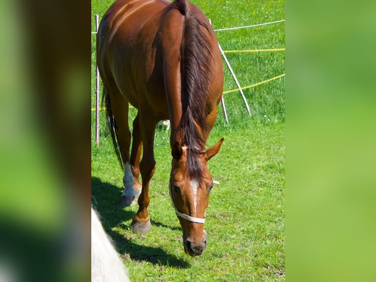 Cheval de sport allemand Jument 11 Ans 165 cm Alezan in Fraunberg