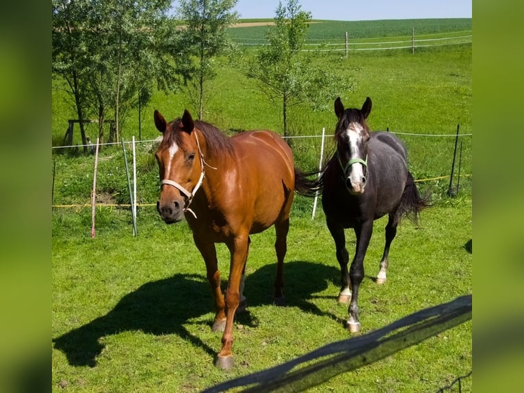 Cheval de sport allemand Jument 11 Ans 165 cm Alezan in Fraunberg