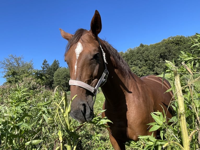 Cheval de sport allemand Jument 11 Ans 165 cm Alezan in Fraunberg