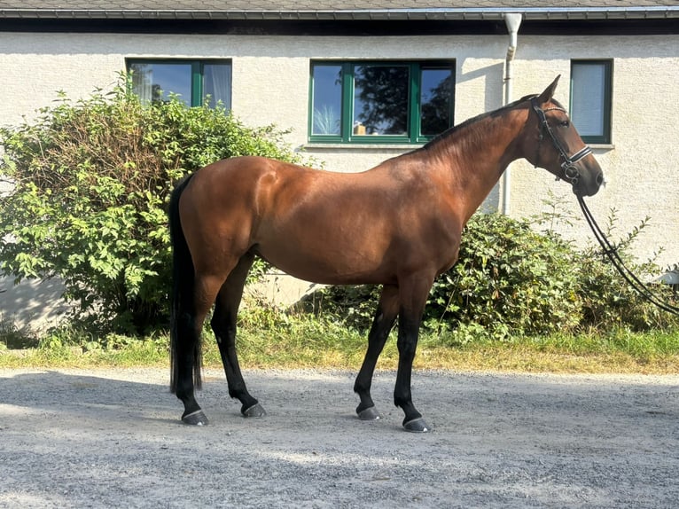 Cheval de sport allemand Jument 11 Ans 165 cm Bai in Kirchberg Cheval de sport allemand Jument 11 Ans 165 cm Bai in Kirchberg