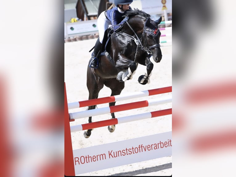 Cheval de sport allemand Jument 11 Ans 165 cm Noir in NusplingenNusplingen