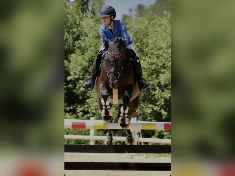 Cheval de sport allemand Jument 11 Ans 165 cm Noir in NusplingenNusplingen