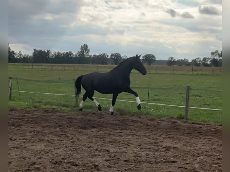 Cheval de sport allemand Jument 11 Ans 166 cm Noir in Beelitz