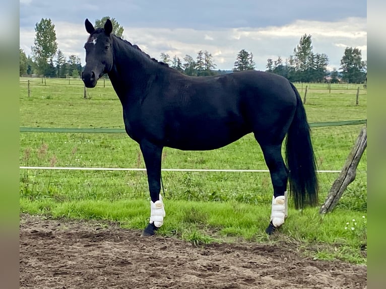 Cheval de sport allemand Jument 11 Ans 166 cm Noir in Beelitz