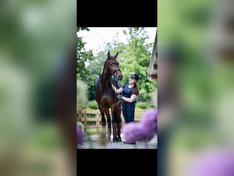 Cheval de sport allemand Jument 11 Ans 167 cm Bai brun in Mengkofen