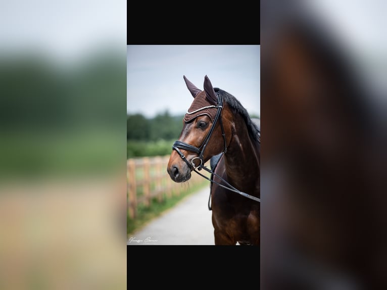 Cheval de sport allemand Jument 11 Ans 167 cm Bai brun in Mengkofen