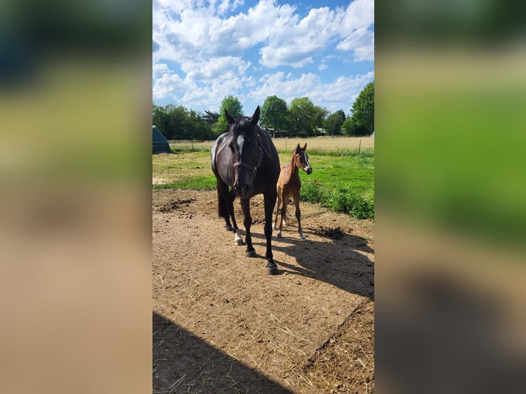 Cheval de sport allemand Jument 11 Ans 167 cm Bai brun in Lohsa